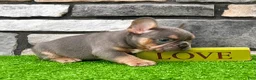 French Bulldog dogs for sale: Tubby - Ad 4