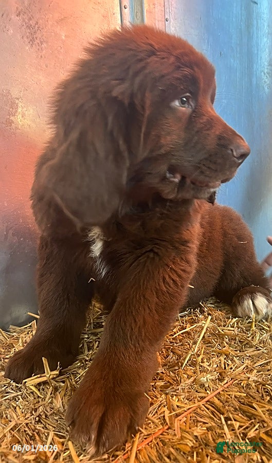 Mixed Breed dogs Roscoe - Ad 1