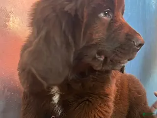 Mixed Breed dogs for sale: Roscoe - Ad 3
