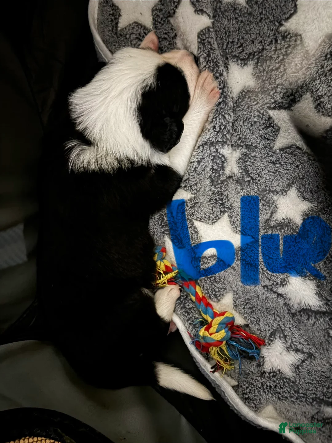 Border Collie dogs for sale: Blue - Ad 2