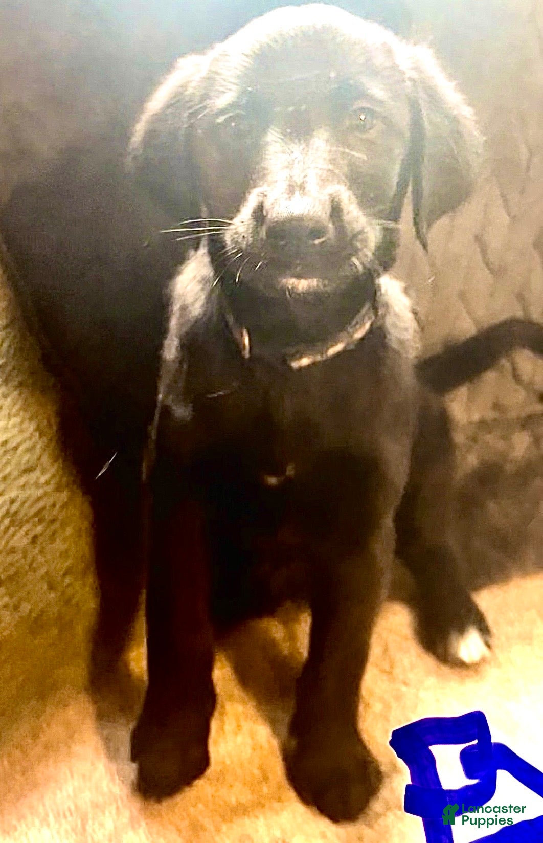 Mixed Breed dogs for sale: Mixed Breed 2 - Ad 1