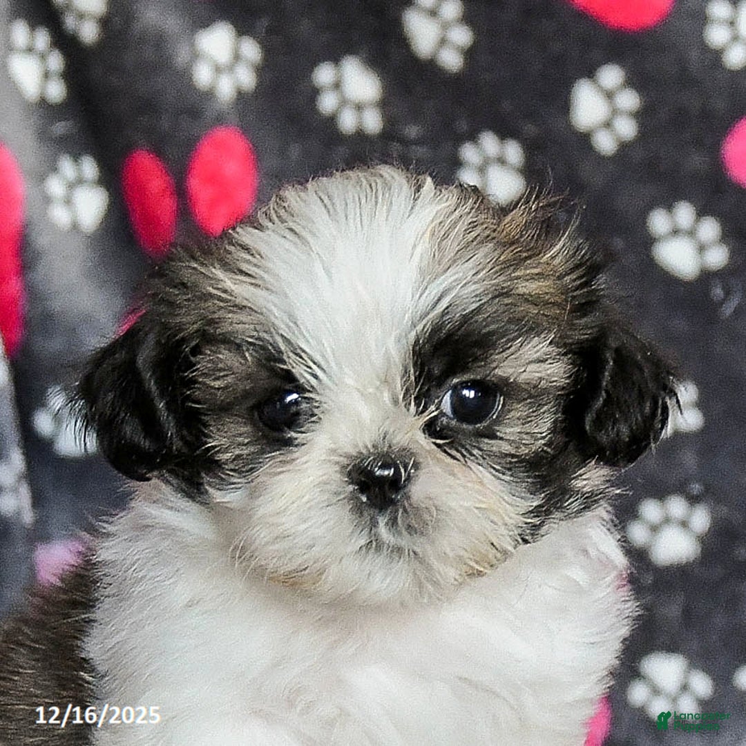 Shih Tzu dogs for sale: Milkyway - Ad 5