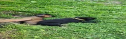 Belgian Malinois dogs for sale: Diesel (Yellow) - Ad 5