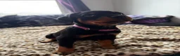 Rottweiler dogs for sale: Pinky  - Ad 3