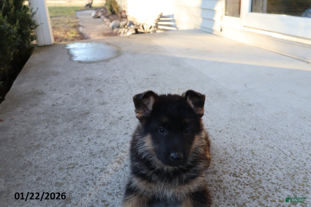 German Shepherd dogs for sale: Chester - Ad 3