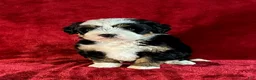 Mini Bernedoodle dogs for sale: Daisy - Ad 4