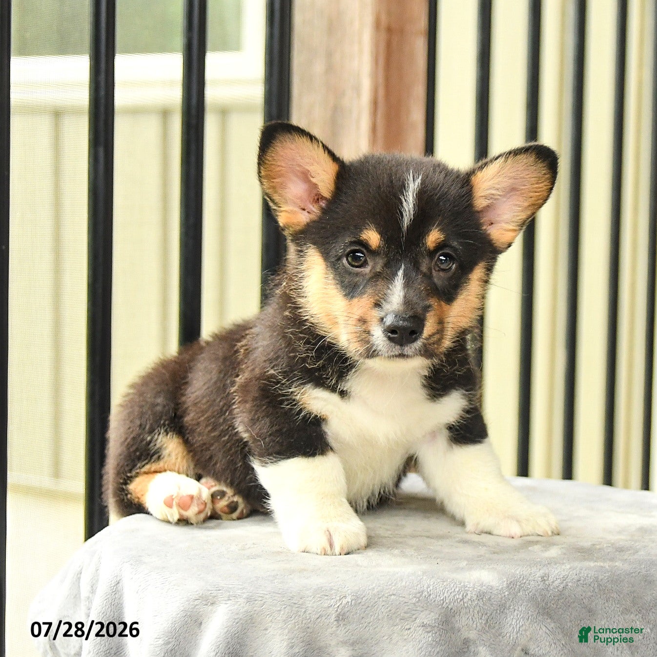 Welsh Corgi Pembroke dogs Spot - Ad 2
