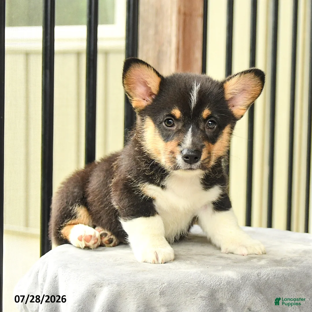 Welsh Corgi Pembroke dogs for sale: Spot - Ad 2