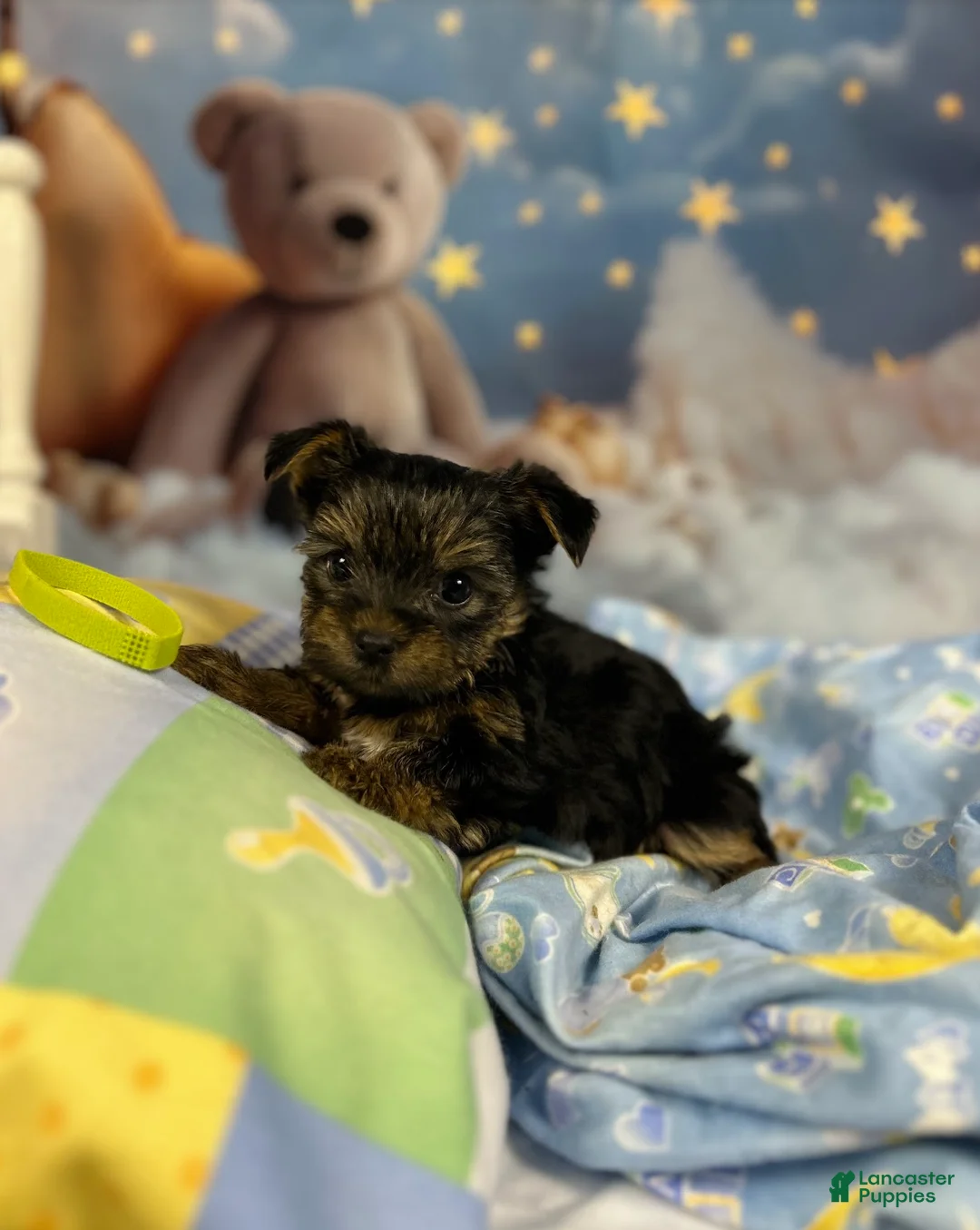 Yorkshire Terrier dogs for sale: Violet's Little Lime Green - Ad 1