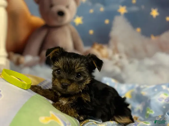 Yorkshire Terrier dogs Violet's Little Lime Green - Ad 37