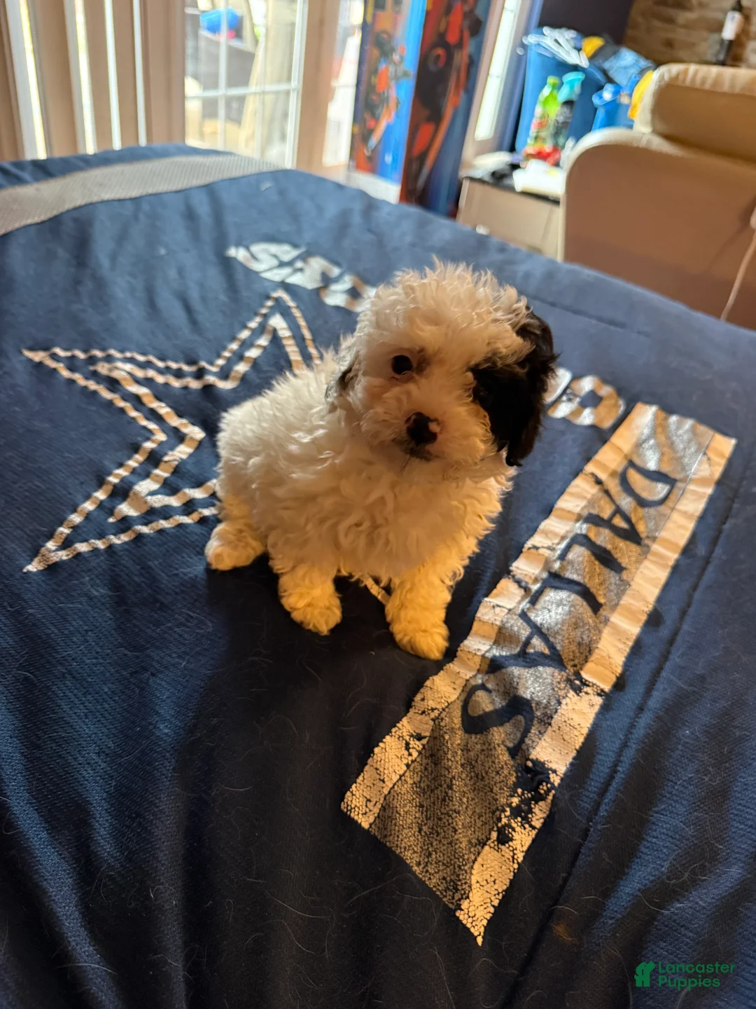 Cavapoo dogs for sale: Mini Mimi  - Ad 2