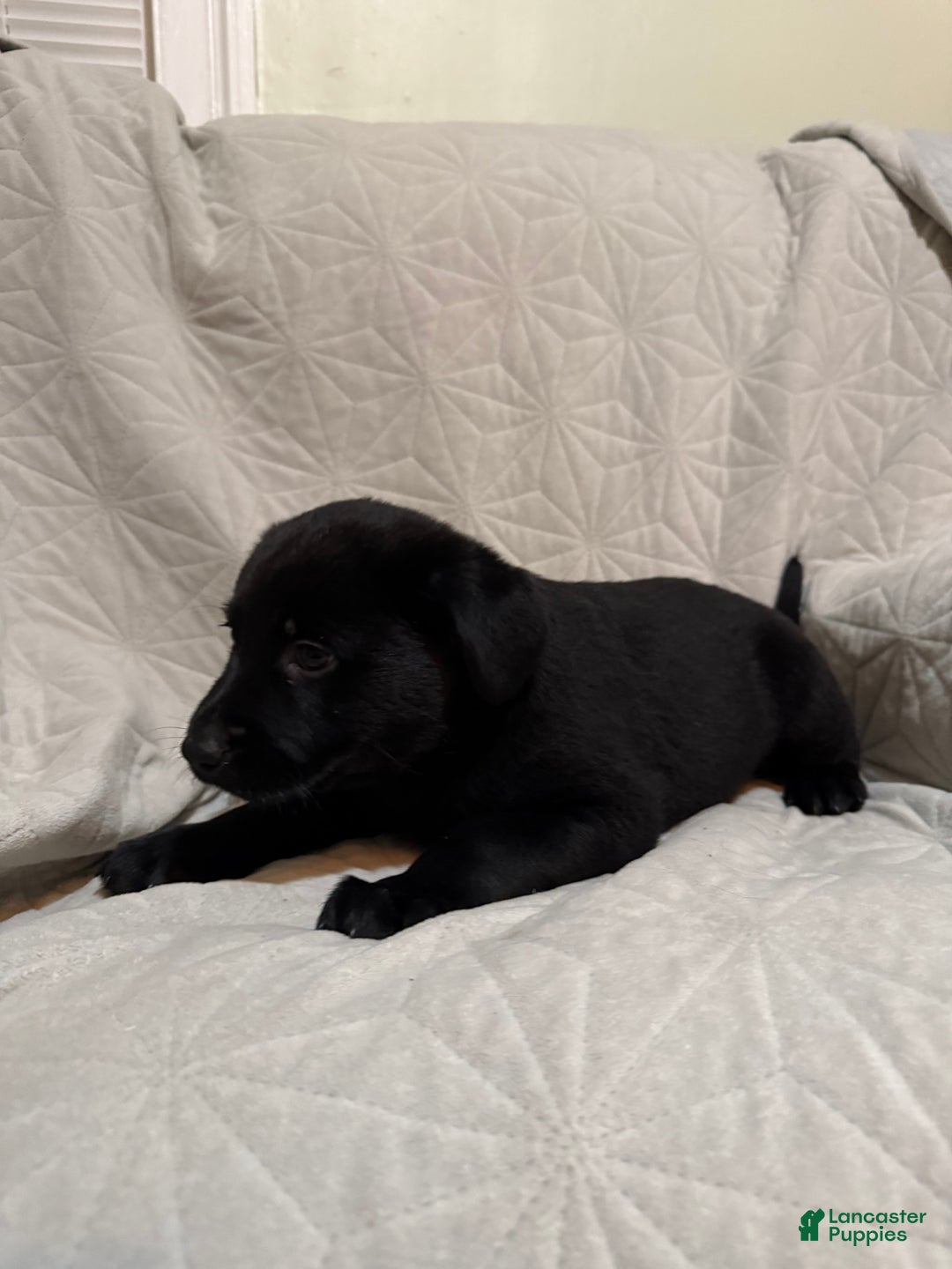 Mixed Breed dogs for sale: Mixed Breed Puppy 6 - Ad 8
