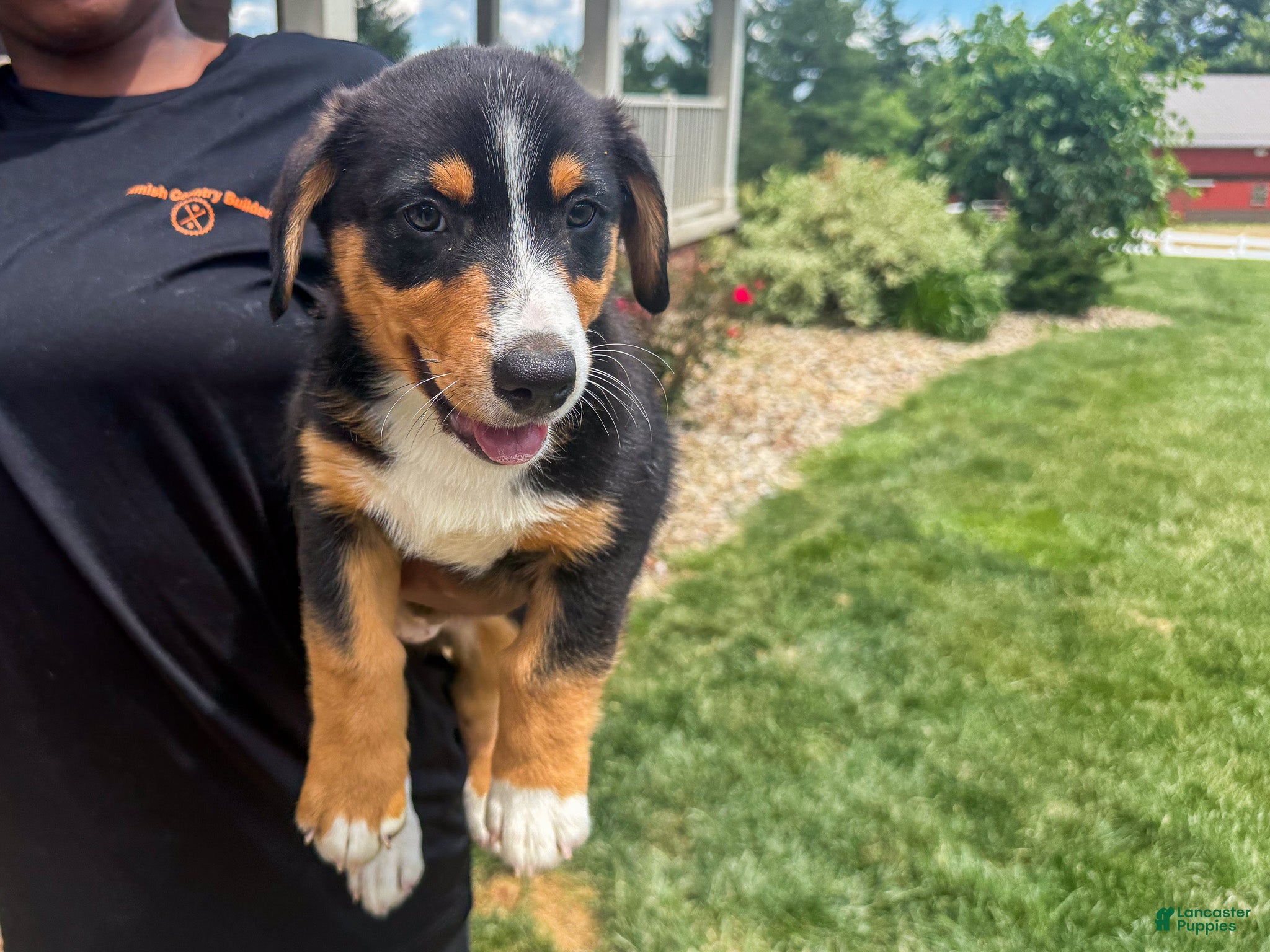 Mixed Breed dogs Grant - Ad 2