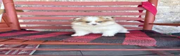 Pomsky dogs for sale: Otto - Ad 4