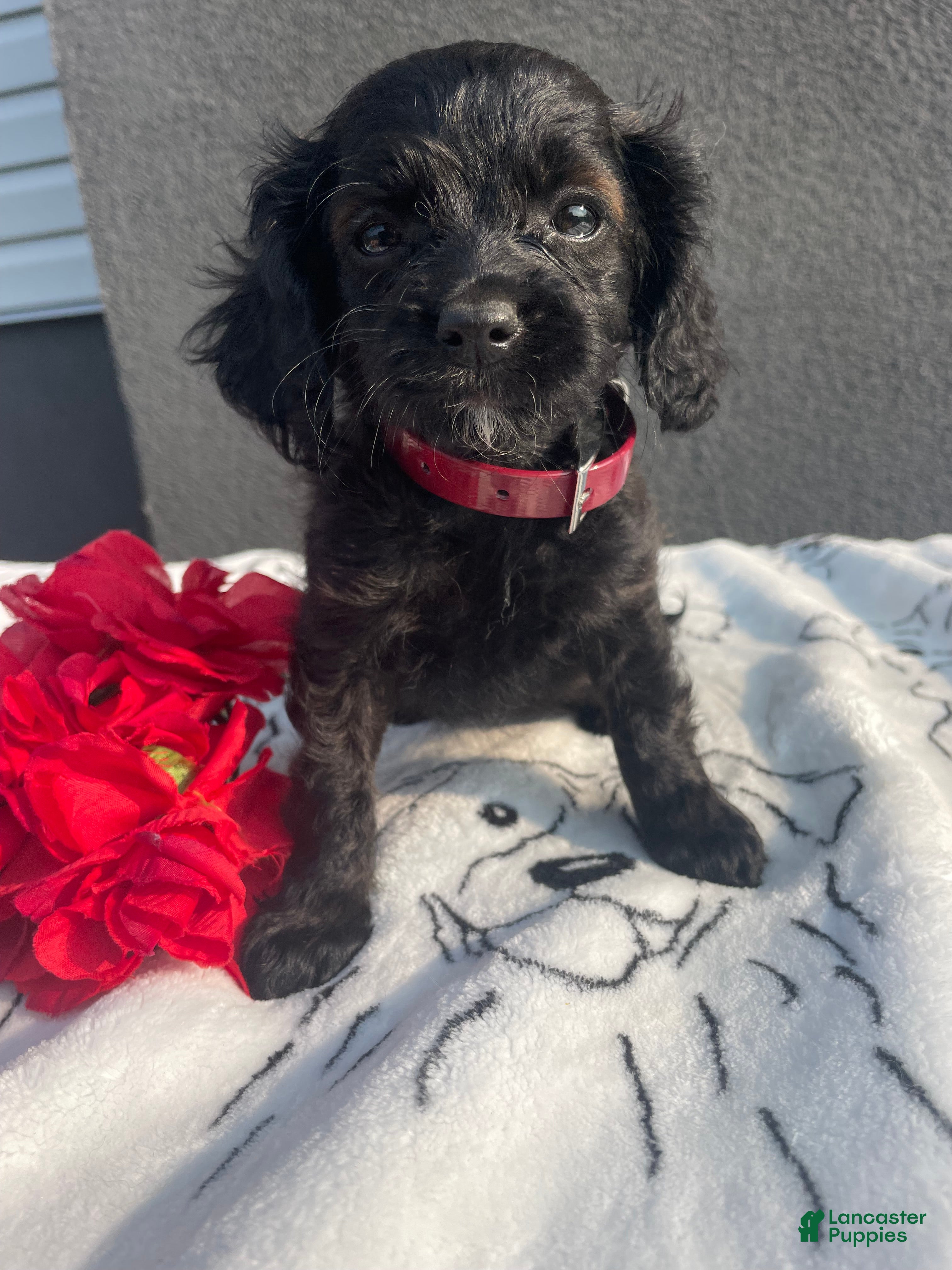 Mixed Breed dogs Pinky - Ad 37