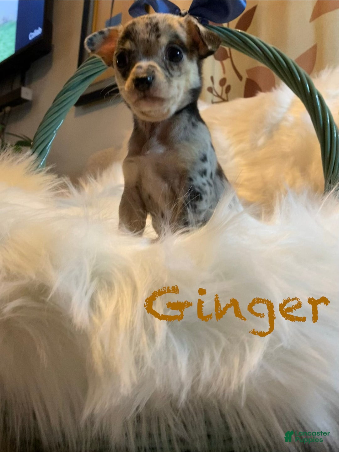 Chihuahua dogs for sale: Chihuahua Puppy Ginger - Ad 1