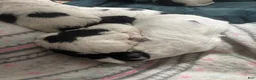 Shih Tzu dogs for sale: Shih Tzu 4 - Ad 4