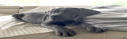 Cane Corso dogs for sale: Cane Corso Puppy 7 - Ad 3