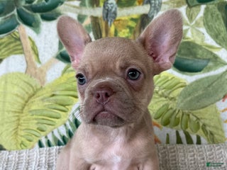 French Bulldog dogs - Ad 11