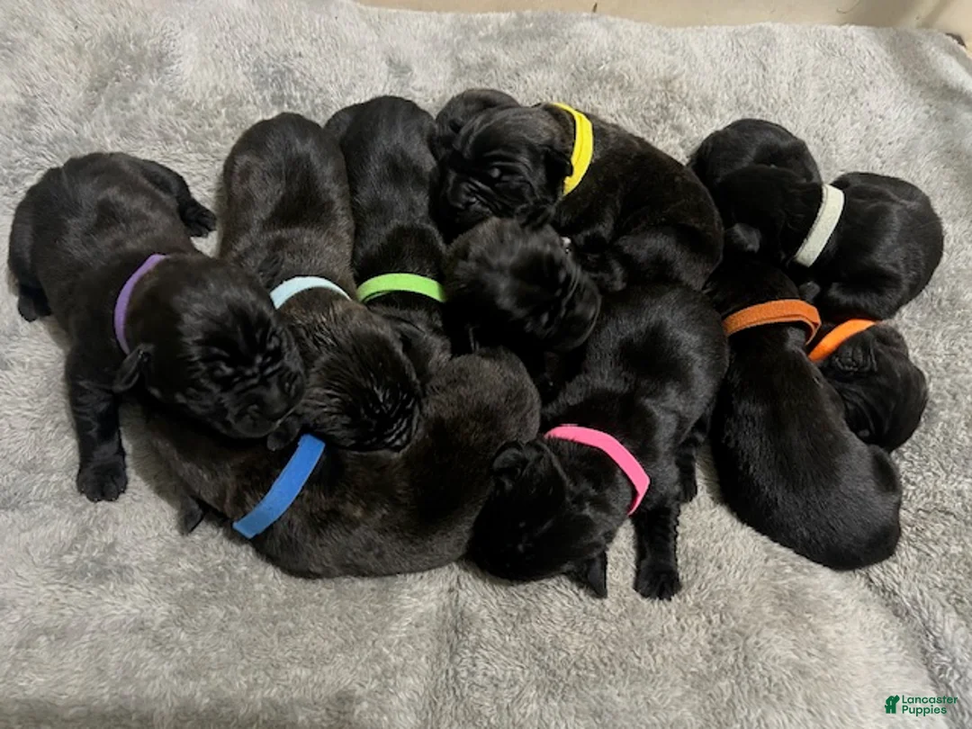 Cane Corso dogs for sale: Cane Corso Puppy 8 - Ad 1