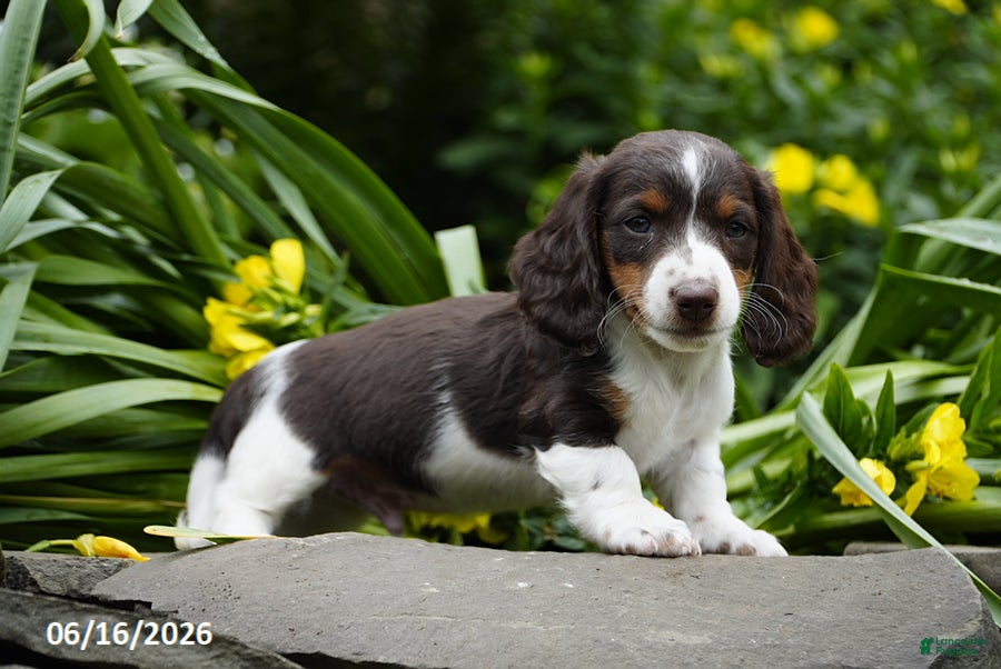 Miniature Dachshund dogs Trooper - Ad 2