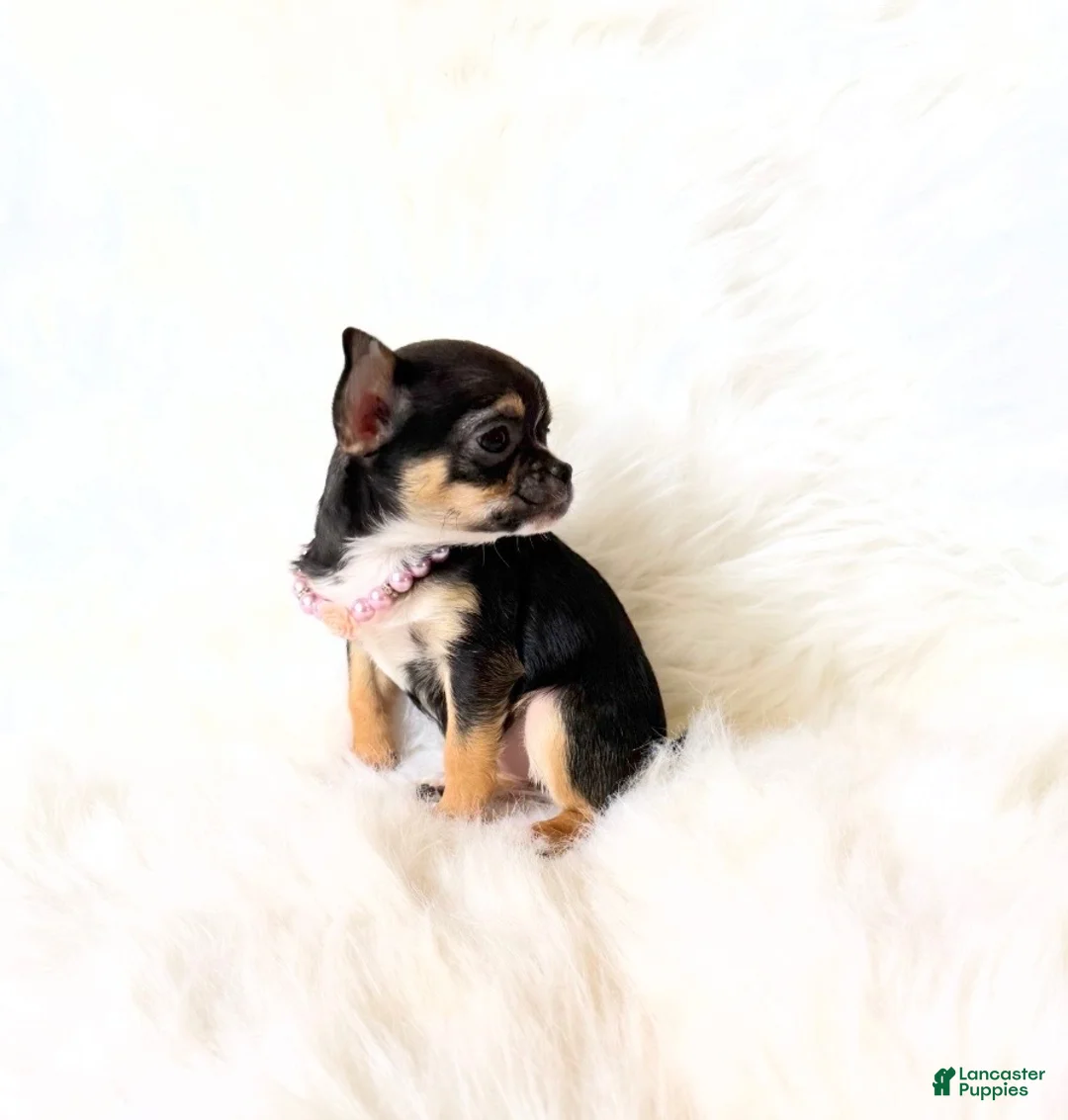 Chihuahua dogs for sale: Kitty - Ad 2