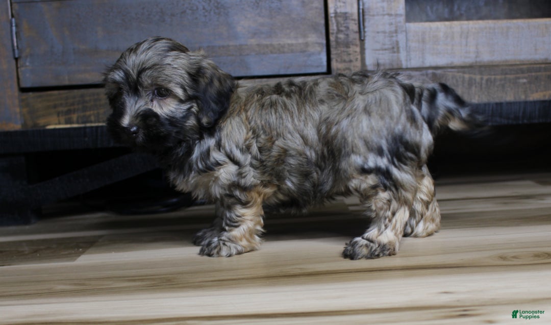 Havanese dogs for sale: Gi Gi - Ad 2