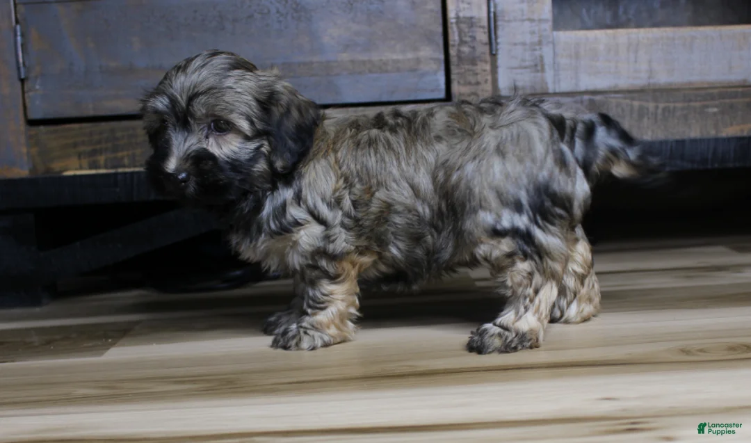 Havanese dogs for sale: Gi Gi - Ad 2