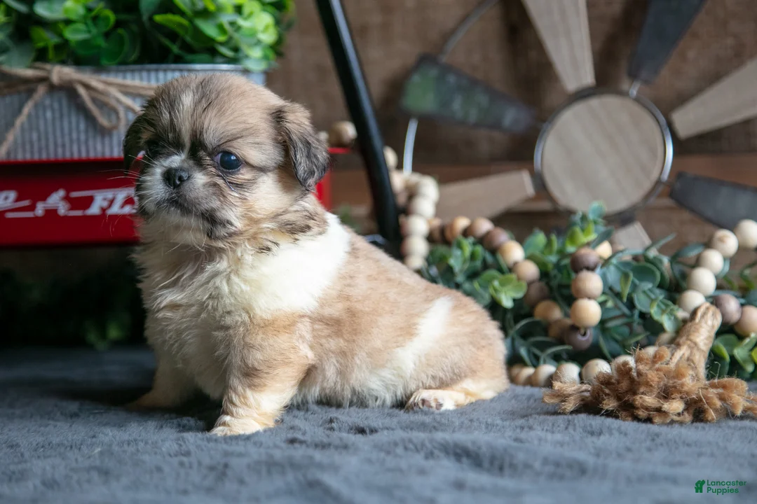 Pekingese dogs for sale: Sheila - Ad 1