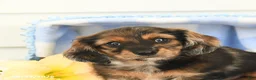Miniature Dachshund dogs for sale: Bentley - Ad 2