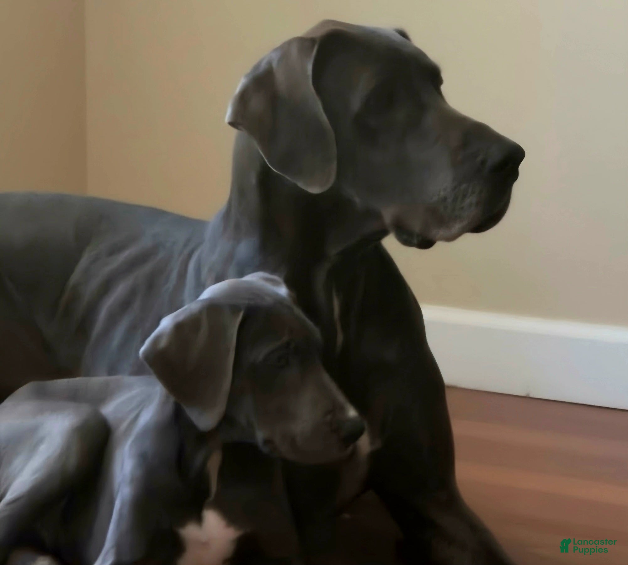 Great Dane dogs Great Dane 7 - Ad 1
