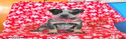 Australian Cattle Dog dogs for sale: Jade - Ad 3