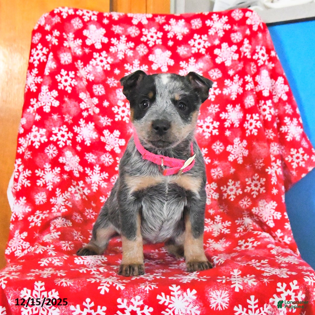 Australian Cattle Dog dogs for sale: Jade - Ad 3