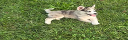 Pomsky dogs for sale: Sweetheart  - Ad 4