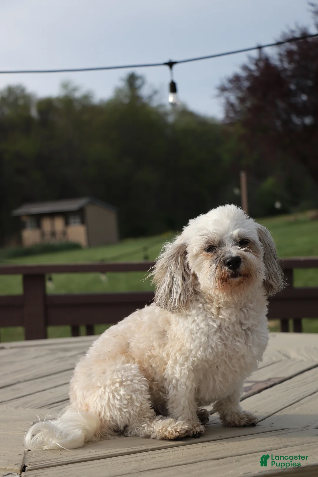 Havanese dogs for sale: Havanese 1 - Ad 2