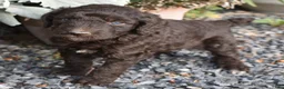 Standard Poodle dogs for sale: Standard Poodle 8 Brown with a tiny bit of white - Ad 15