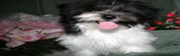 Shihpoo dogs for sale: Weston - Ad 4