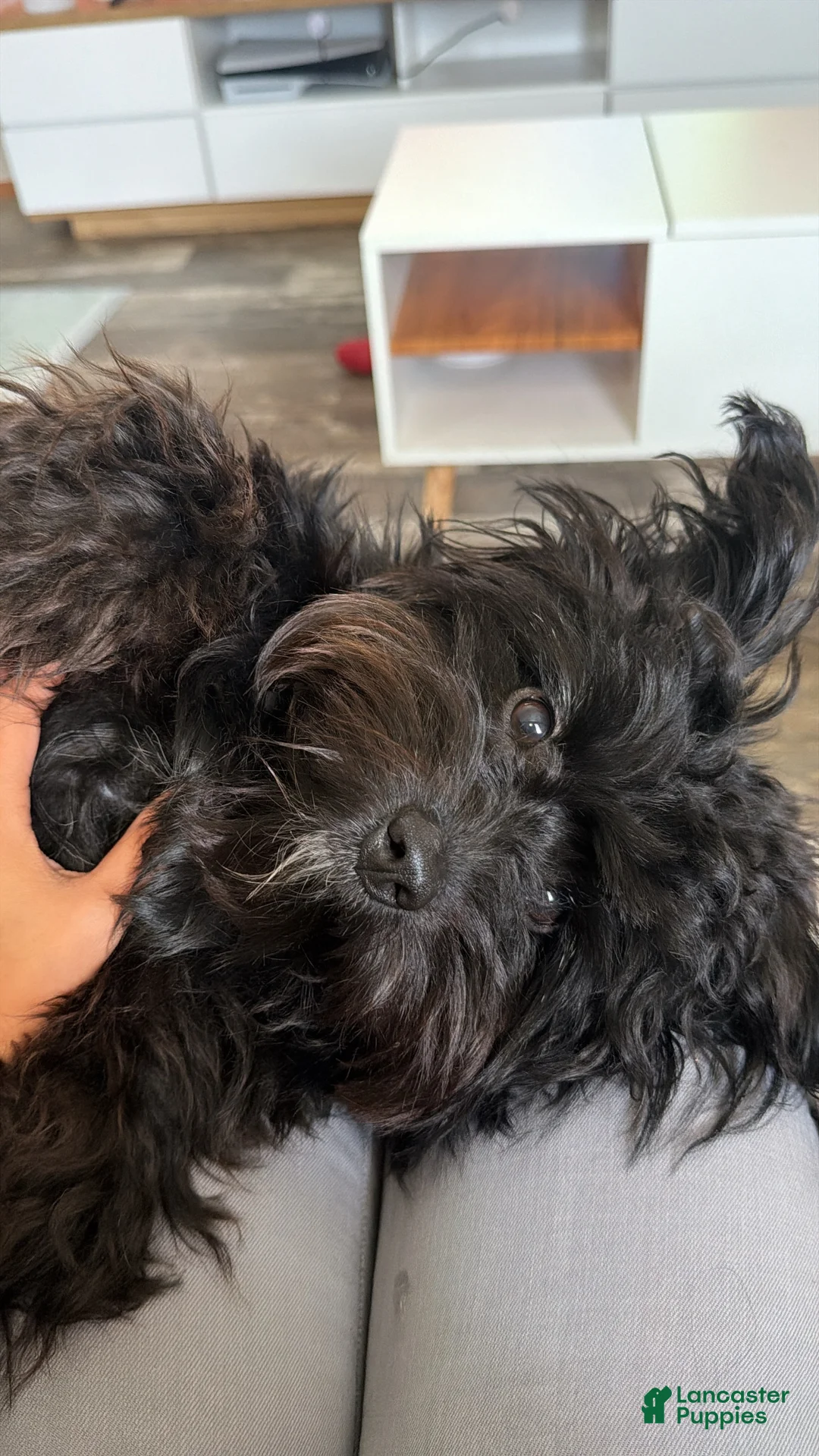 Pomapoo dogs for sale: Pomapoo 1 - Ad 2