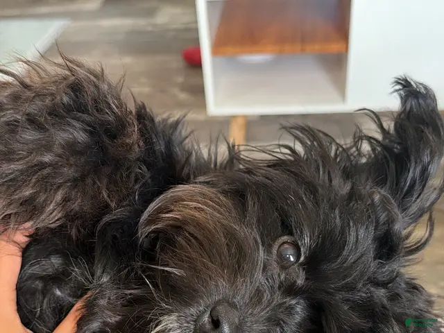 Pomapoo dogs for sale: Pomapoo 1 - Ad 2