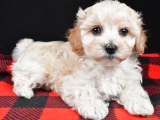 Maltipoo dogs Faith - Ad 4