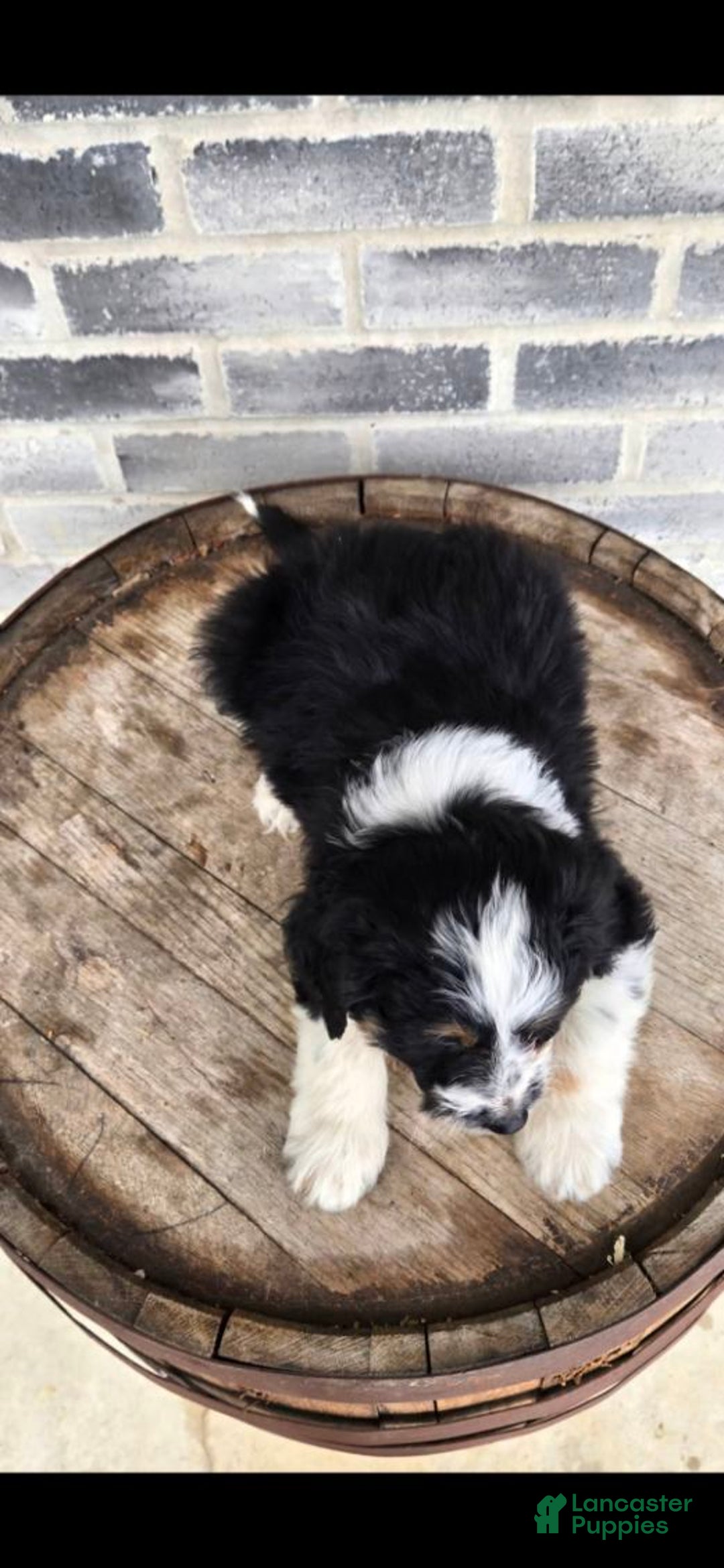 Mini Aussiedoodle dogs for sale: Ollie – Male (Tri-Color) - Ad 7