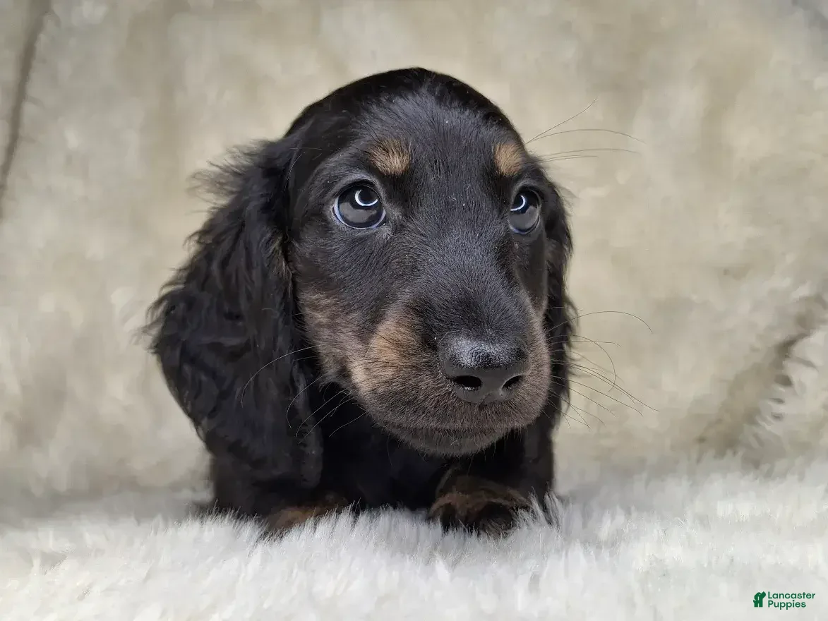 Miniature Dachshund dogs Miniature Dachshund Male - Ad 2