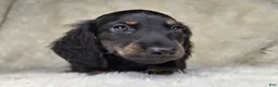 Miniature Dachshund dogs for sale: Miniature Dachshund Male - Ad 2
