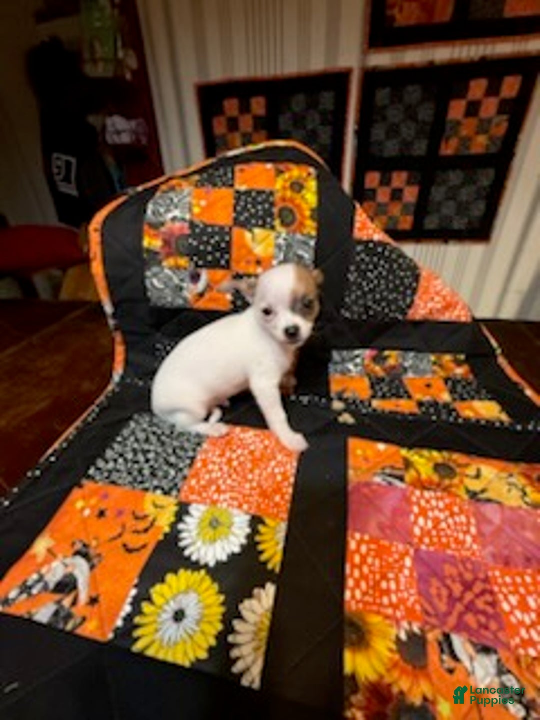Chihuahua dogs for sale: Lucille - Ad 30