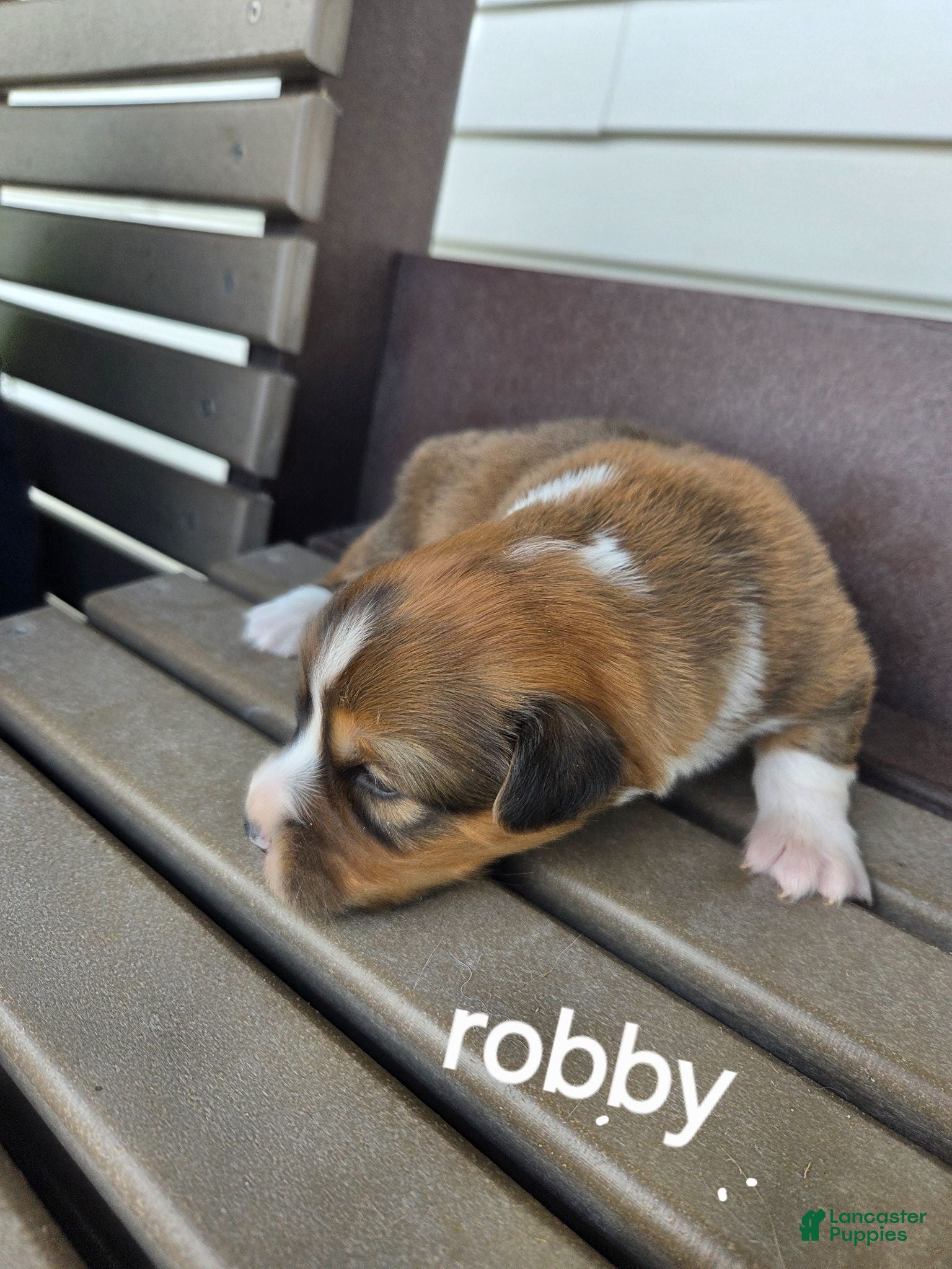Welsh Corgi Pembroke dogs Welsh Corgi Pembroke 1 - Ad 41