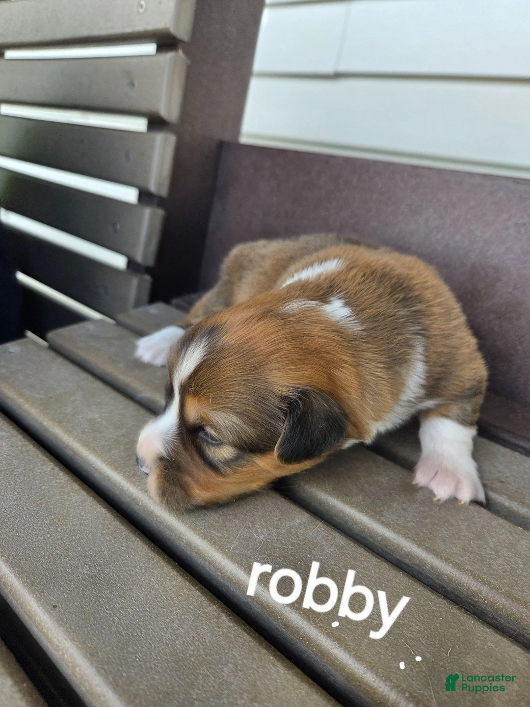 Welsh Corgi Pembroke dogs for sale: Welsh Corgi Pembroke 1 - Ad 1