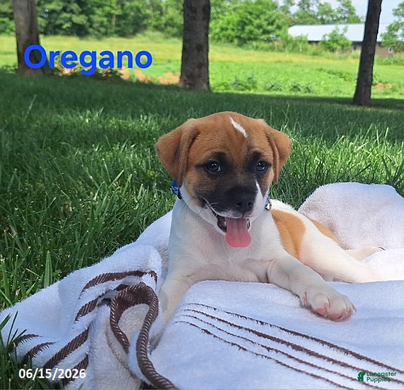 Jug dogs Oregano - Ad 2