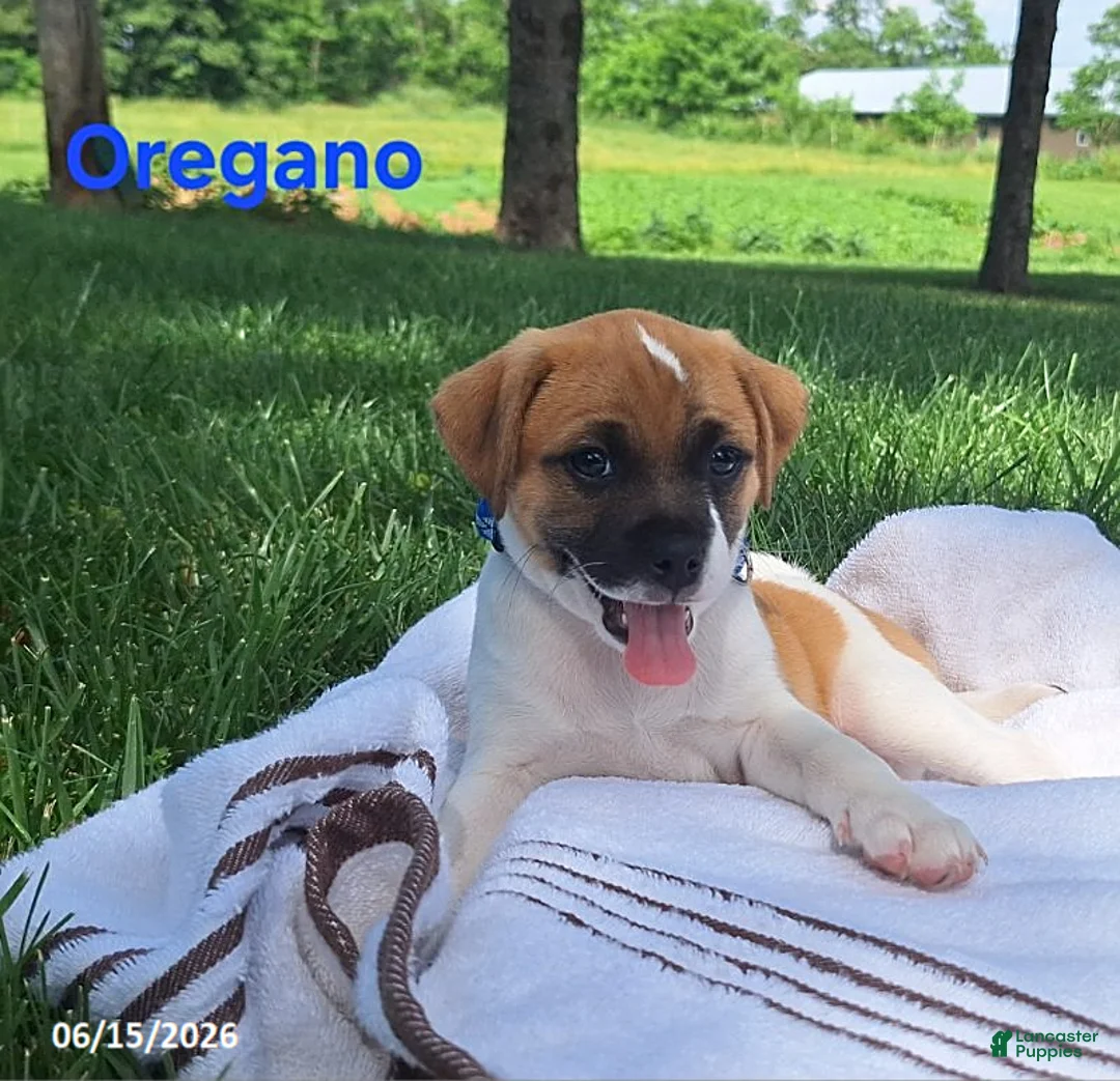 Jug dogs for sale: Oregano - Ad 2