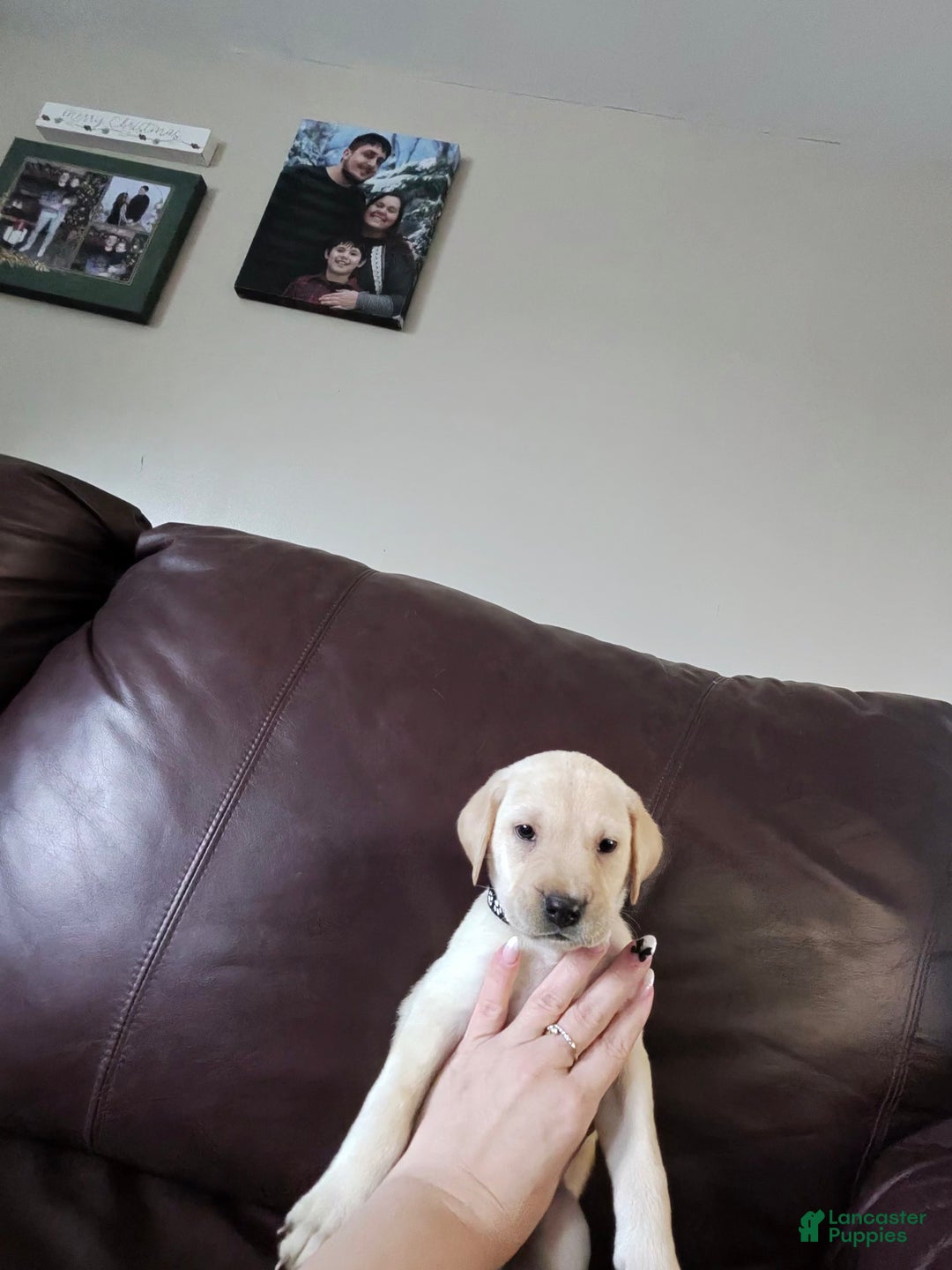 Mixed Breed dogs for sale: Carmella / Cinimini / Honey / Albany / Mini zoo / midnight - Ad 24