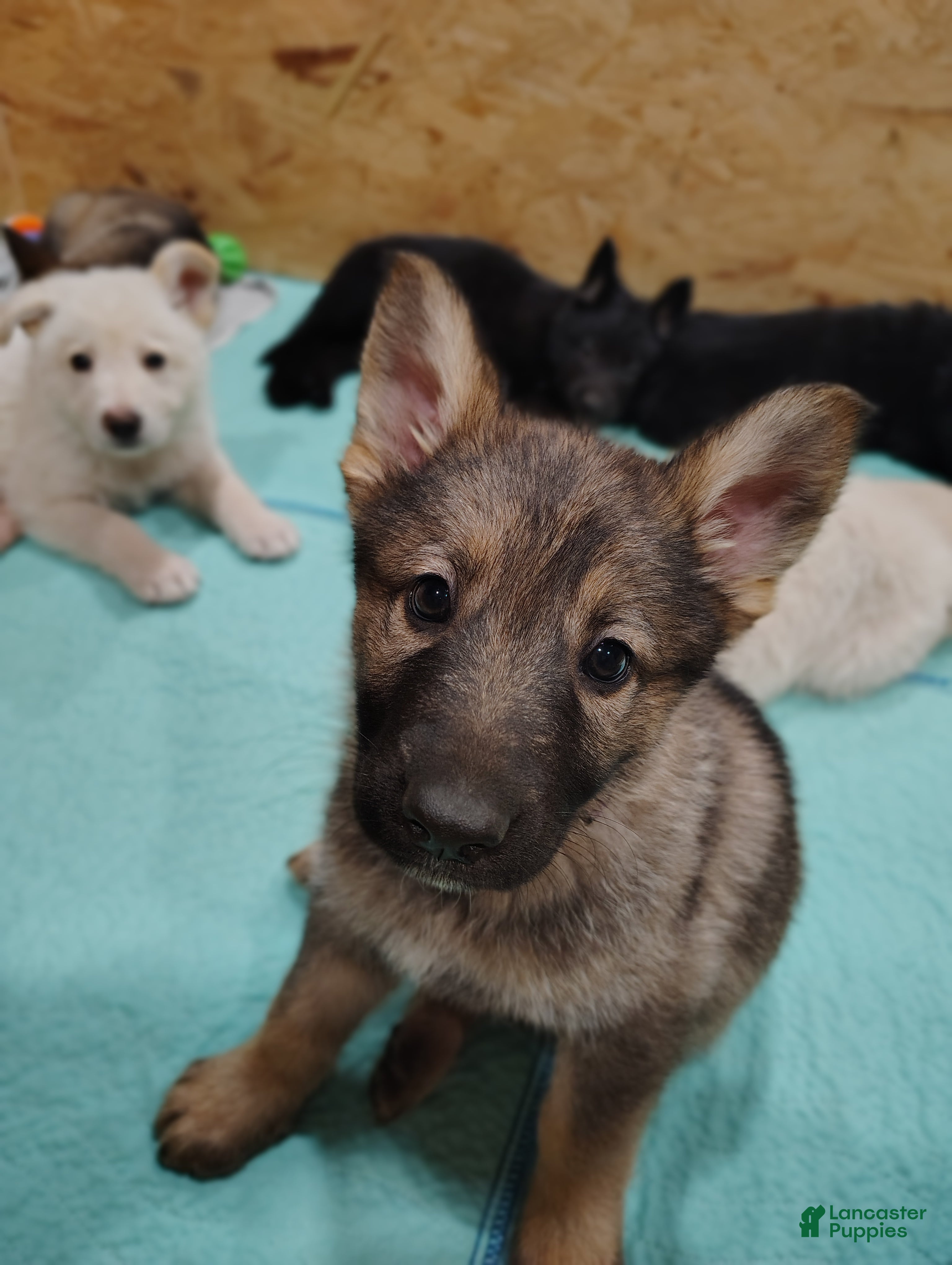 German Shepherd dogs Fern - Ad 2